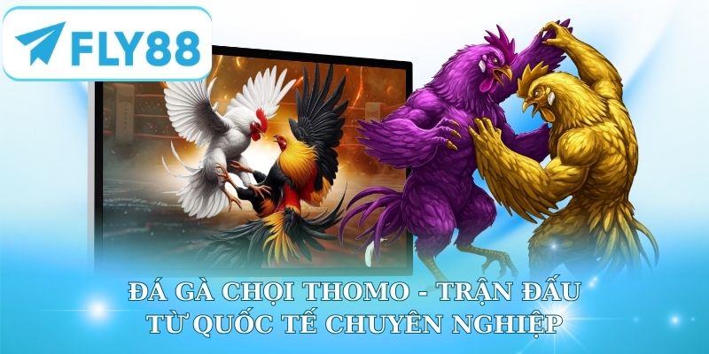 Đá Gà Chọi Thomo - Trận Đấu Từ Quốc Tế Chuyên Nghiệp